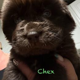 Chex - Brown male Newfoundland puppy in Saukville, Wisconsin from Crossroads Canines ~ Newfoundland Dogs