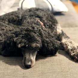 Poodle puppies from Virelle Poodles