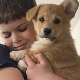 Pembroke Welsh Corgi and Poodle Puppies from Blue Diamond Kennel