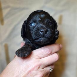 Donatello - Brindle male Poodle puppy in Springfield, Oregon from Valaurah Farms
