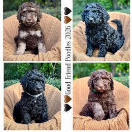 Poodle Puppies from Good Friend Poodles