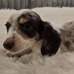 Snickers - Dapple male Dachshund puppy in Price, Utah from Stone Kennels