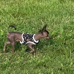 Chihuahua and Chinese Crested Puppies from Western Kentucky Chihuahua’s and Chinese Crested’s