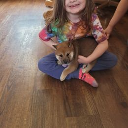 Shiba Inu Puppies from Tired Iron Shibas