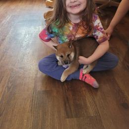Shiba Inu Puppies from Tired Iron Shibas