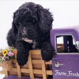 Purple - Black female Goldendoodle puppy in Byron, Georgia from Southern Olive Doodles 🫒