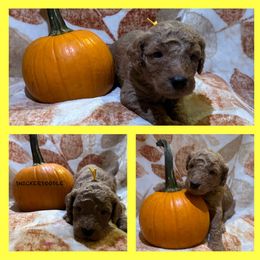 Boy 4 - Red  Poodle puppy in Knoxville, Tennessee from A Goldendoodle Dream