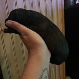 Black or agouti boy - Black male Siberian Husky puppy in Wheeling, West Virginia from Powells Huskies