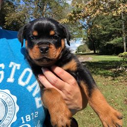 Rottweiler Puppies from Bronx Von Bridges Rottweilers