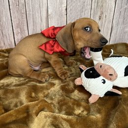 Dachshund Puppies from Harrison Farm