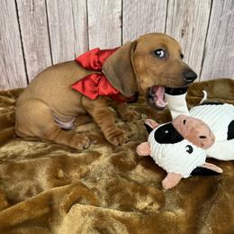 Dachshund Puppies from Harrison Farm