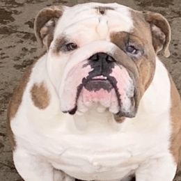 Bud lite - Bulldog