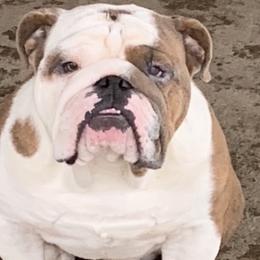 Bud lite - Bulldog