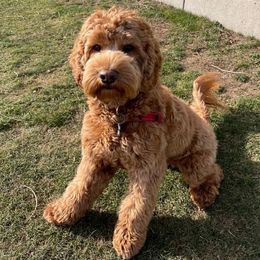 Australian Labradoodles from LakeRidge Labradoodles
