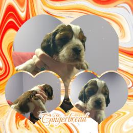 Gingerbread (now Arlo) - Liver white and roan male English Springer Spaniel puppy in Westover, Maryland from Sterling's springer Haven