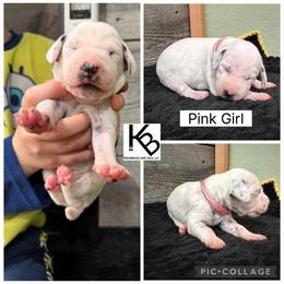 Girl 3 - White and black female Dalmatian puppy in Colome, South Dakota from KB Ridgebacks and Dals, LLC