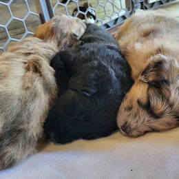 Aussiedoodle Puppies from Ocala Doodle Ranch