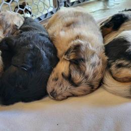 Aussiedoodle Puppies from Ocala Doodle Ranch