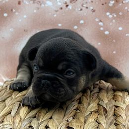 Tiger - Brown brindle male Olde English Bulldogge puppy in Camdenton, Missouri from Mule Pool Olde English Bulldogges