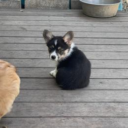 Pembroke Welsh Corgi Puppies from Newlands Insane Danes and Corgis