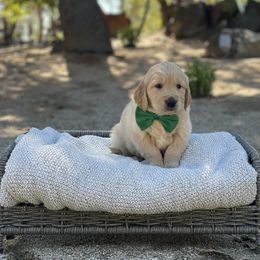 Green - Light golden male Golden Retriever puppy in Shingle Springs, California from California Spaniels
