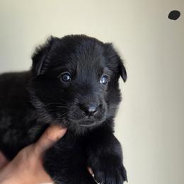 Black Collar - Black male German Shepherd puppy in Omaha, Nebraska from Von Schwarzen Herz German Shepherds