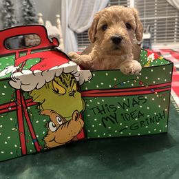 Nellie - Apricot female Goldendoodle puppy in Greenville, South Carolina from Law Doodles of SC