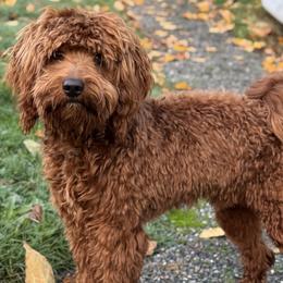 Remy - Goldendoodle