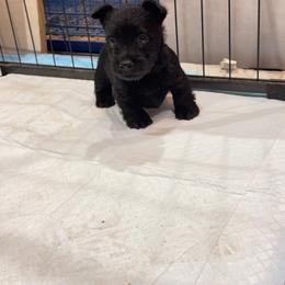 Black girl 3 - Black female Scottish Terrier puppy in Wellston, Ohio from White Apple Kennel