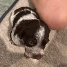 Boy 2 - Liver roan male Brittany puppy in Windsor, Colorado from Wright’s Brittanys