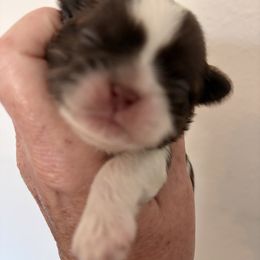 Winston - Liver and white male Shih Tzu puppy in Big Sandy, Texas from Heart and Soul Shih Tzu