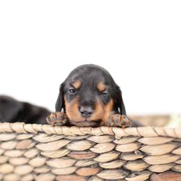 Dachshund Puppies from Tinker Toy Doxies