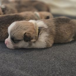 Pembroke Welsh Corgi Puppies from Salted Rim Corgis