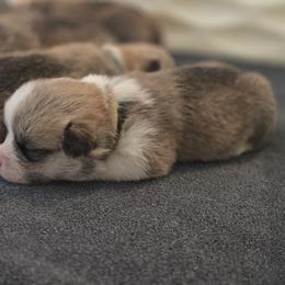 Pembroke Welsh Corgi Puppies from Salted Rim Corgis