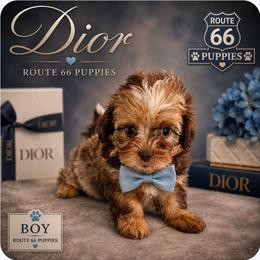 Dior - Merle male Shihpoo puppy in Delphos, Ohio from Route 66 Puppies