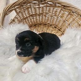 Darjeeling - Black tri-color female Australian Shepherd puppy in California from Skiba Aussies