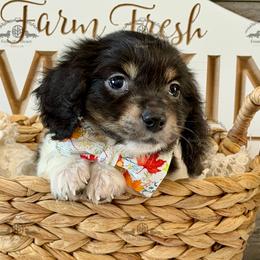 Mr. Blue-2000 - Piebald male Dachshund puppy in Sparr, Florida from From the Heart Doxies