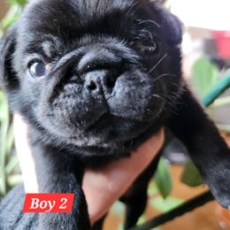 Boy 2 - Black male Pug puppy in Lebanon, Maine from Palatial Pugs LLC