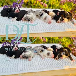 Miniature Australian Shepherd Puppies from DLT MiniAussie