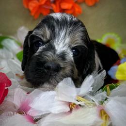 Sophie - Merle female Cockapoo puppy in Placerville, California from Rpuppies