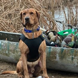Labrador Retrievers from Dan Roehl