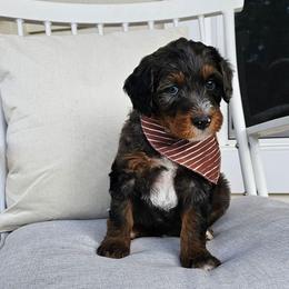 Reese's - Merle male Bernedoodle puppy in Decatur, Georgia from So Adoodable