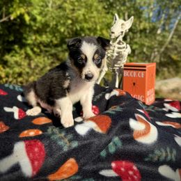 Jaws - Tri-color male Border Collie puppy in Alexander, Maine from High Velocity Stockdogs