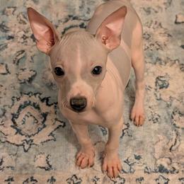 Cholla - Blue fawn and white female American Hairless Terrier puppy in Phoenix, Arizona from Bare Valley