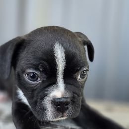 Boston Terrier Puppies from BellaBlu's Babes