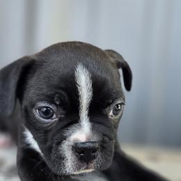 Boston Terrier Puppies from BellaBlu's Babes