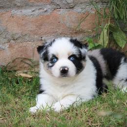 Everest - female Miniature Australian Shepherd puppy in Sonoita, Arizona from Gardner Canyon Kennels