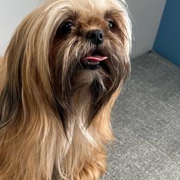Arabella - Shih Tzu