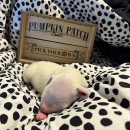 Freckles - White and black male Dalmatian puppy in Mesa, Arizona from Lauren's Dalmatians