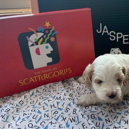 Cockapoo Puppies from Country J Canines